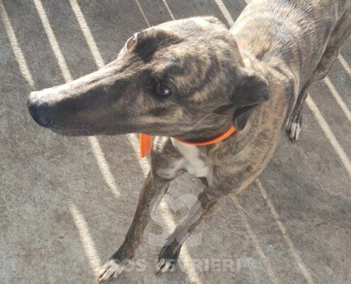 Benny 2 Greyhound