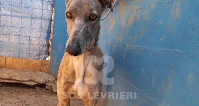 Brenno Galgo