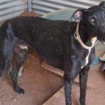 Cadiz Galgo