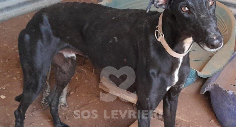 Cadiz Galgo