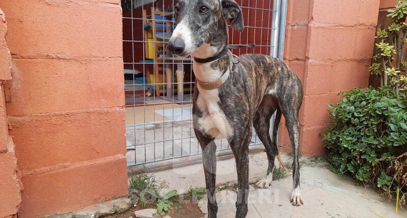 Cordoba Galgo