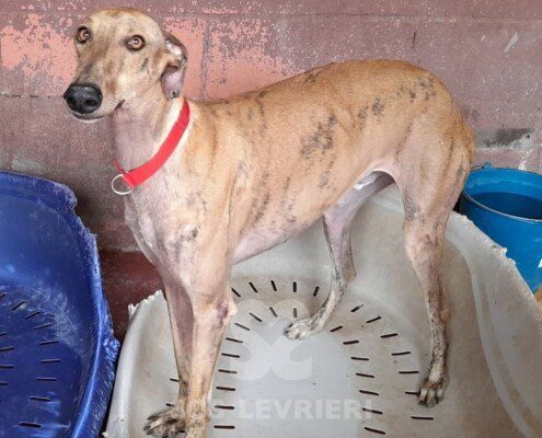 Dior Galgo