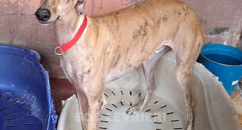 Dior Galgo