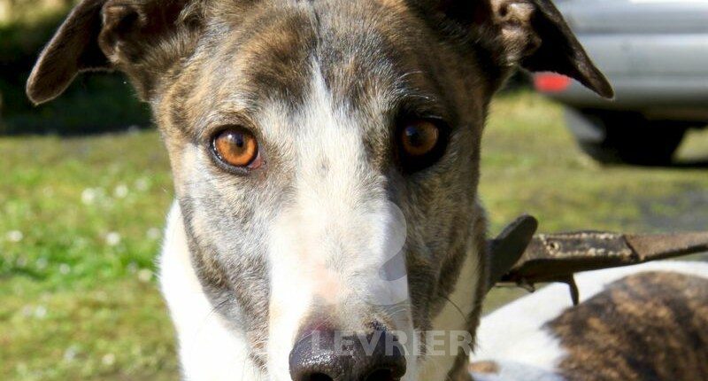 Duffy Greyhound