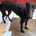 Ebony Galgo