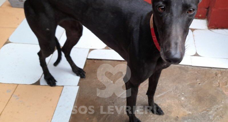 Ebony Galgo