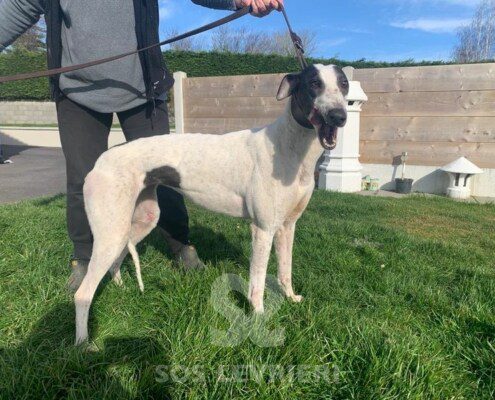 Emer 2 Greyhound