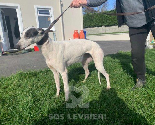 Emer 2 Greyhound