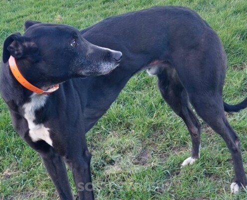 Jimmy Greyhound