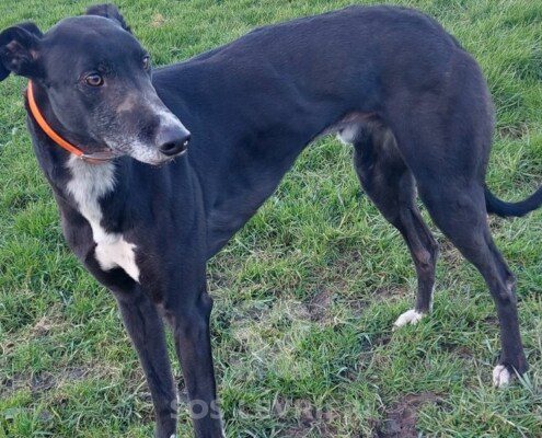 Jimmy Greyhound