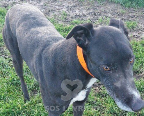 Jimmy Greyhound