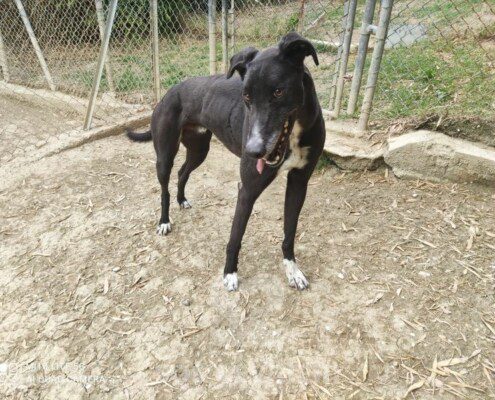 Jimmy Greyhound