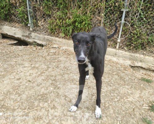 Jimmy Greyhound