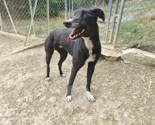 Jimmy Greyhound
