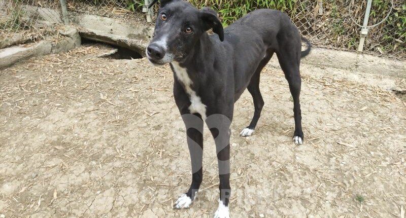 Jimmy Greyhound