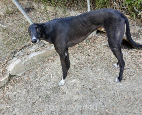 Jimmy Greyhound