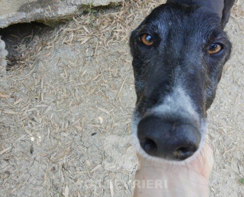 Jimmy Greyhound