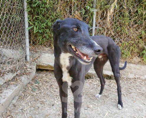 Jimmy Greyhound
