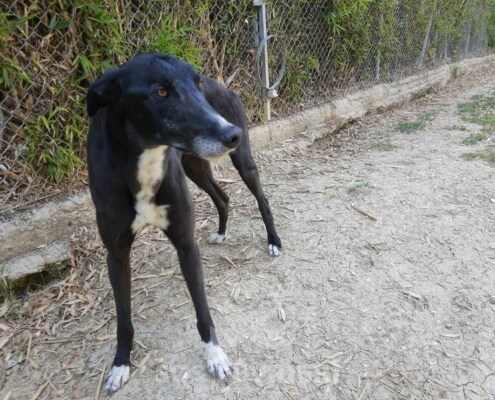 Jimmy Greyhound