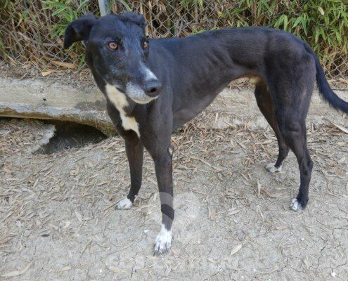 Jimmy Greyhound
