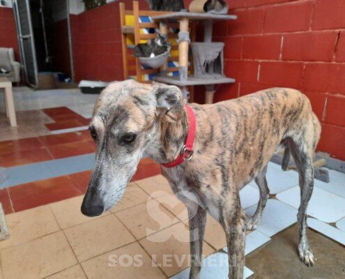 Kawa Galgo