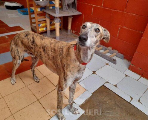 Kawa Galgo