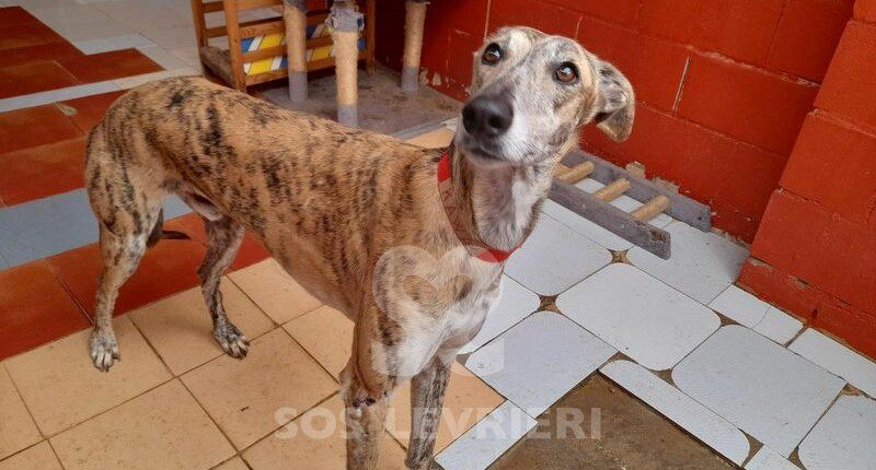 Kawa Galgo