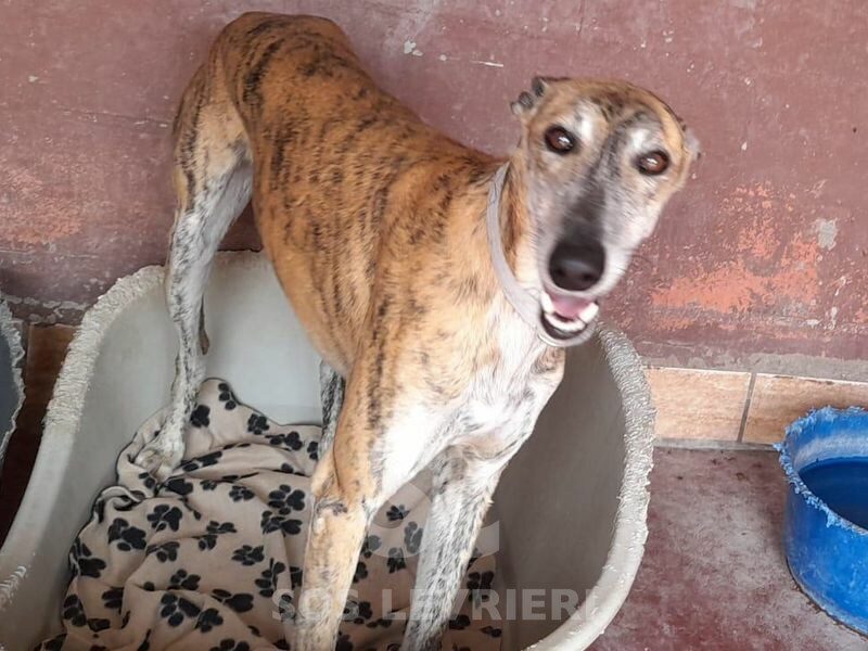 Kawa Galgo