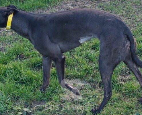 Layla Greyhound