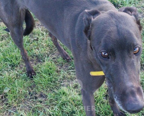 Layla Greyhound
