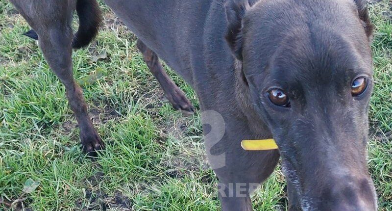 Layla Greyhound