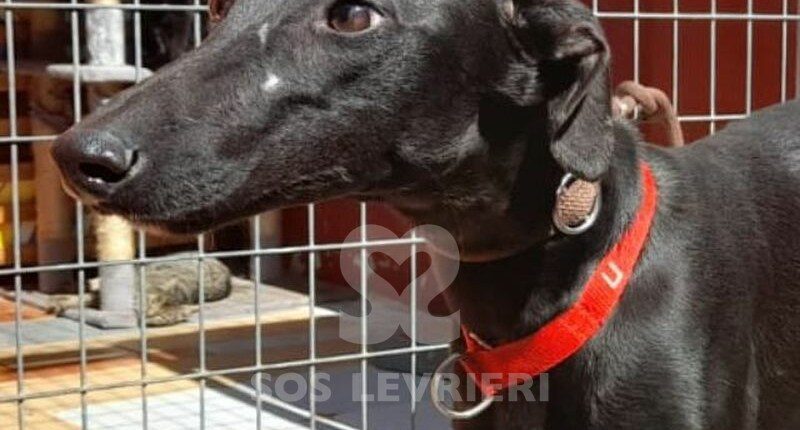 Moka Galgo