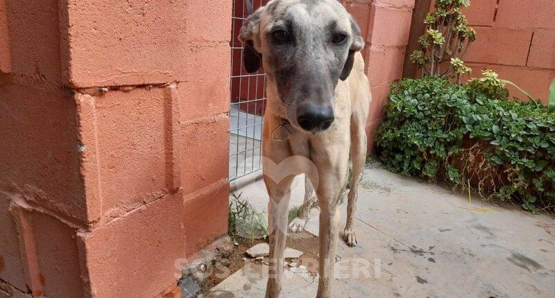 Ronda 2 Galgo