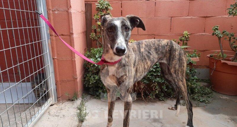 Saffo Galgo