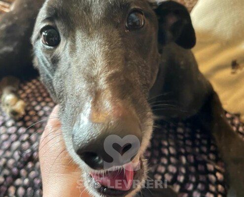 Tata Greyhound