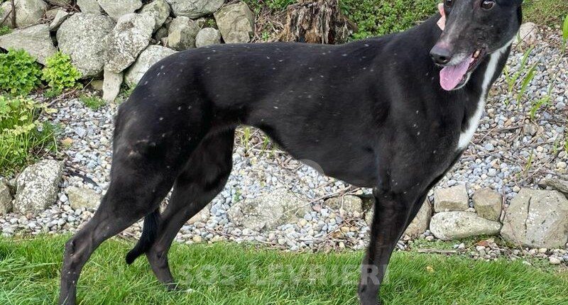 Tata Greyhound