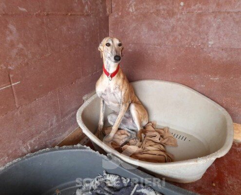 Tierra Galgo