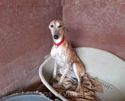 Tierra Galgo