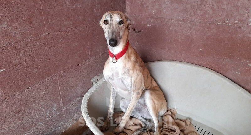 Tierra Galgo