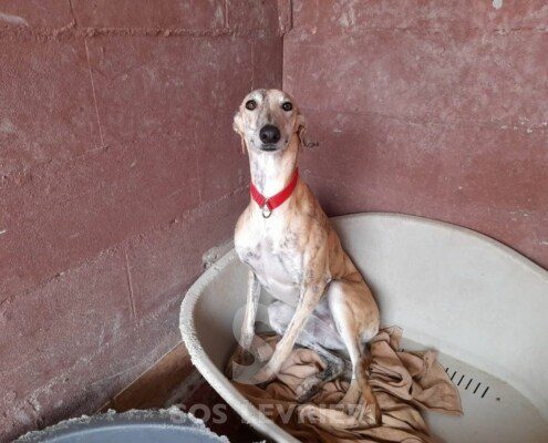 Tierra Galgo