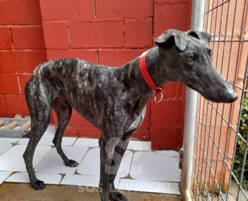 Valme Galgo