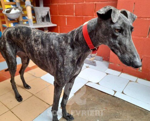 Valme Galgo