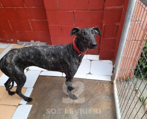 Valme Galgo