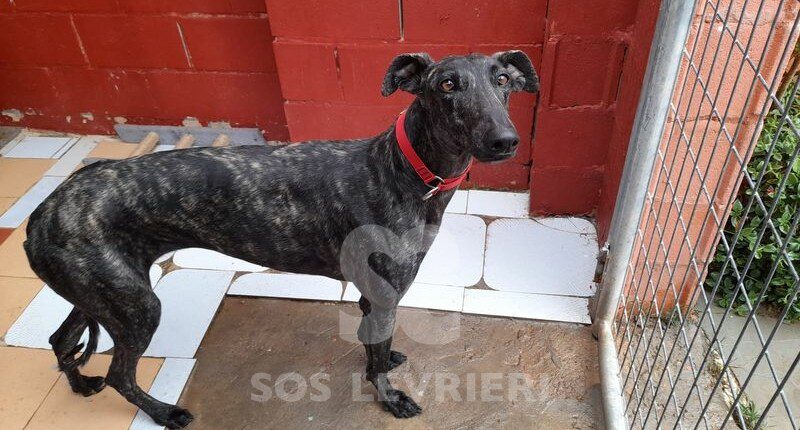 Valme Galgo