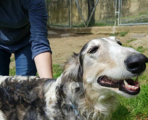 Bella Borzoi