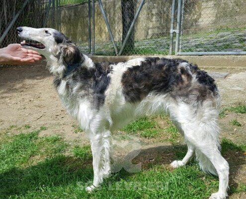 Bella Borzoi