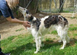 Bella Borzoi