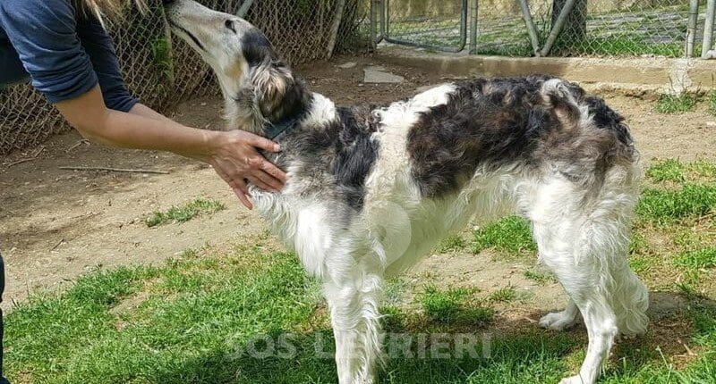 Bella Borzoi