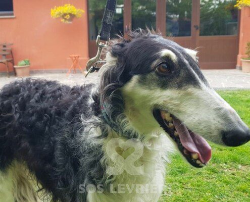 Fifa Borzoi