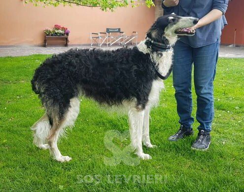 Fifa Borzoi